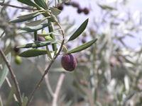 חגיגת המסיק.